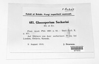 Gloeosporium saccharini image
